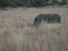 090516_Pilanesberg 364